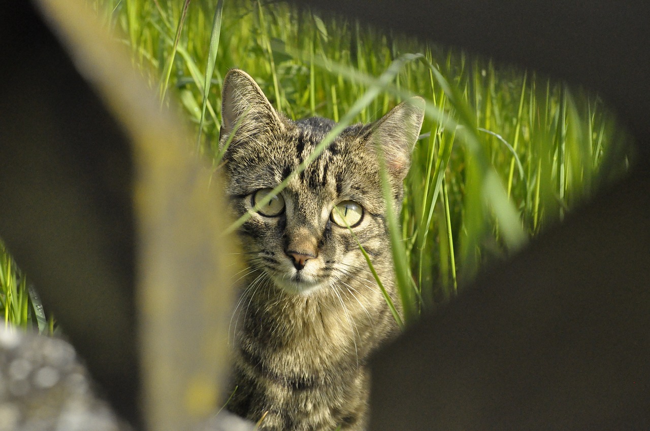 怪物猎人X，立派之魂——狩猎的热血与荣耀